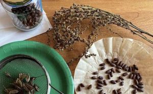 seeds from a varety of plants sitting on a wooden table and inside a coffee filter